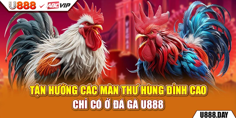 Tận hưởng các màn thư hùng đỉnh cao chỉ có ở Đá Gà U888 